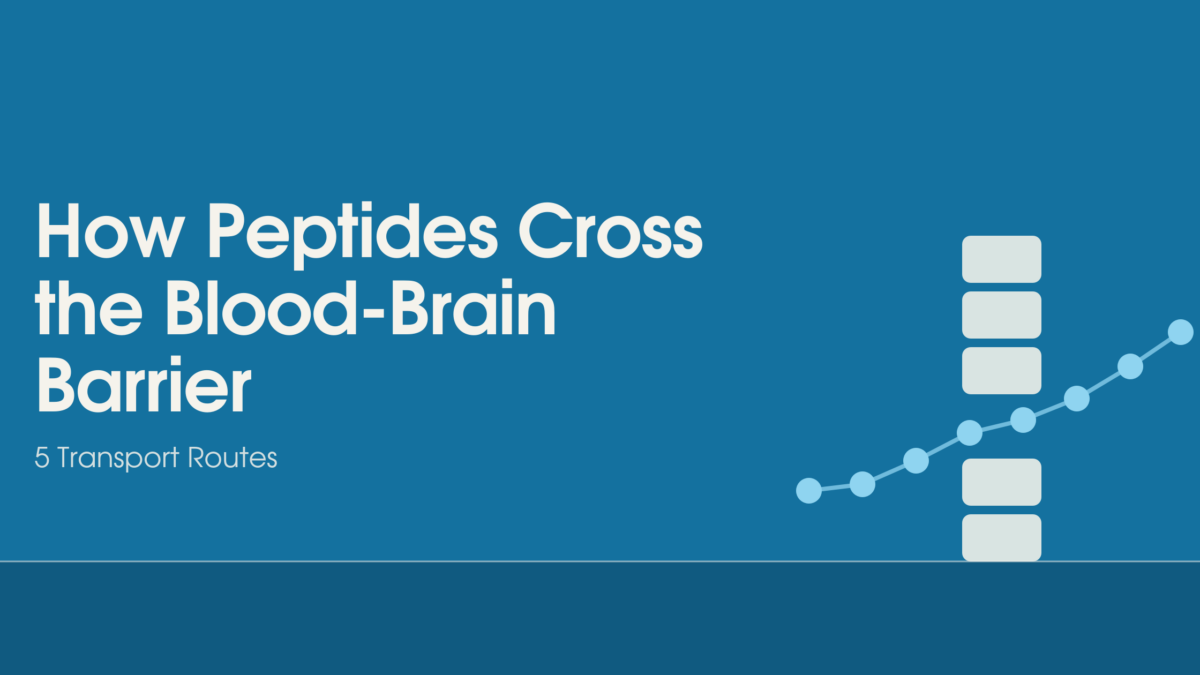 blood-brain barrier peptide transport mechanism neuroscience
